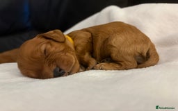Mixed Breed dogs for sale: Cockapoo/Cavapoo Mix Puppies Available 10 Nov 25 - Image 12