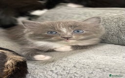 Ragdoll cats for sale: Lovely, healthy, playful, ragdoll cross kittens - Image 4