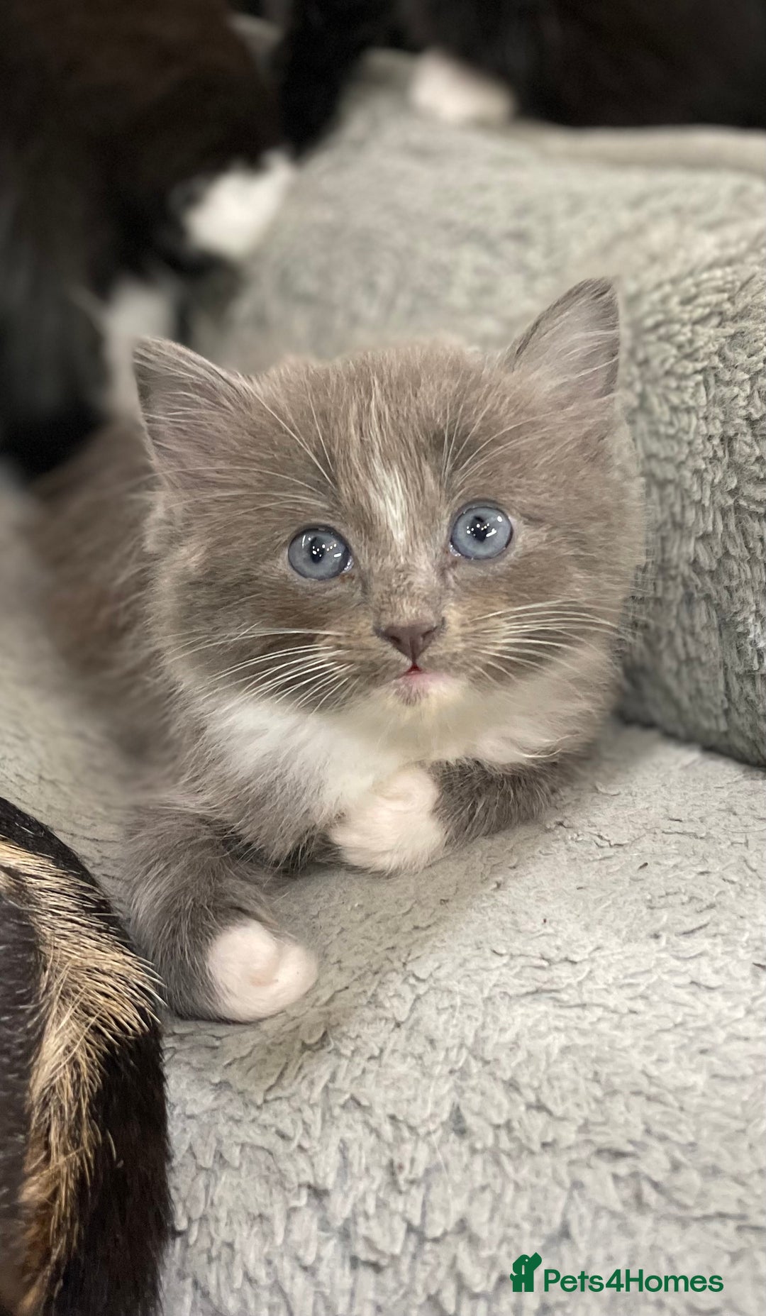 Ragdoll cats for sale: Lovely, healthy, playful, ragdoll cross kittens - Image 4