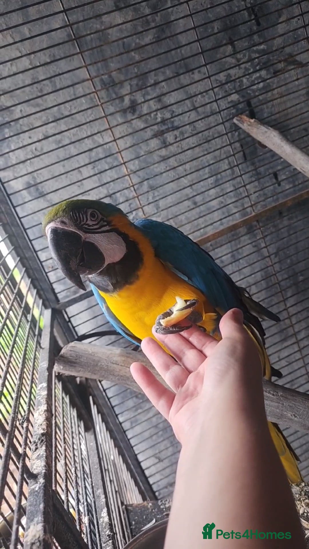 Macaws birds Blue and Gold macaw  for sale  - Advert 1