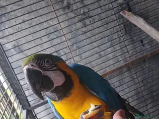 Macaws birds Blue and Gold macaw for sale - Advert 1