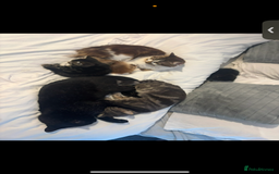 Mixed Breed cats for sale: Cats for sale  - Image 3