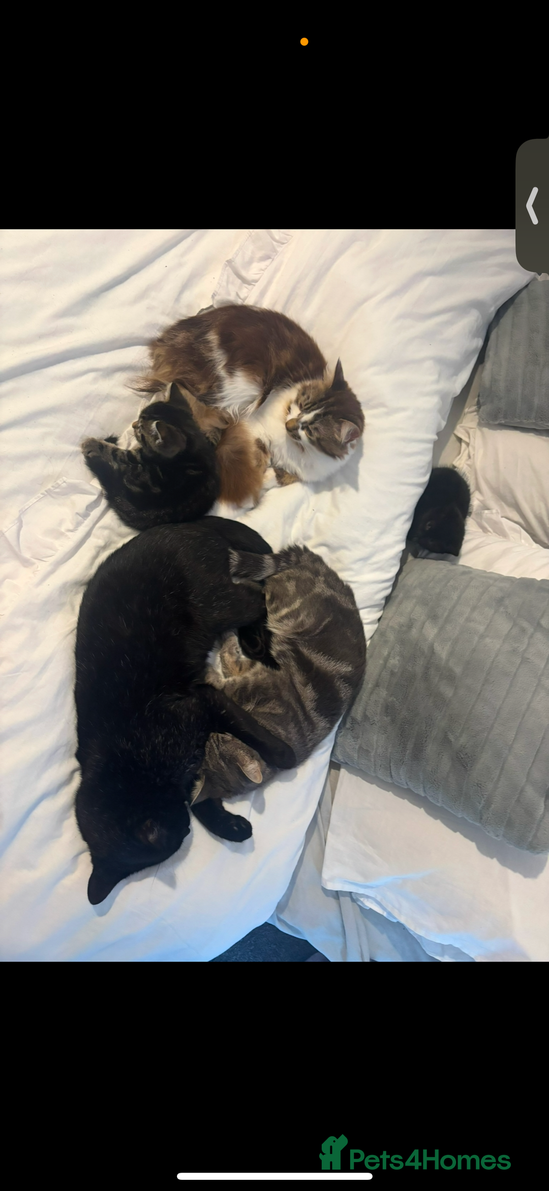 Mixed Breed cats for sale: Cats for sale  - Image 3