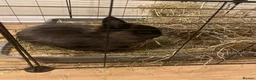 Netherland Dwarf rabbits for sale: Brother and Sister Dwarf Netherlands Rabitts - Advert 3