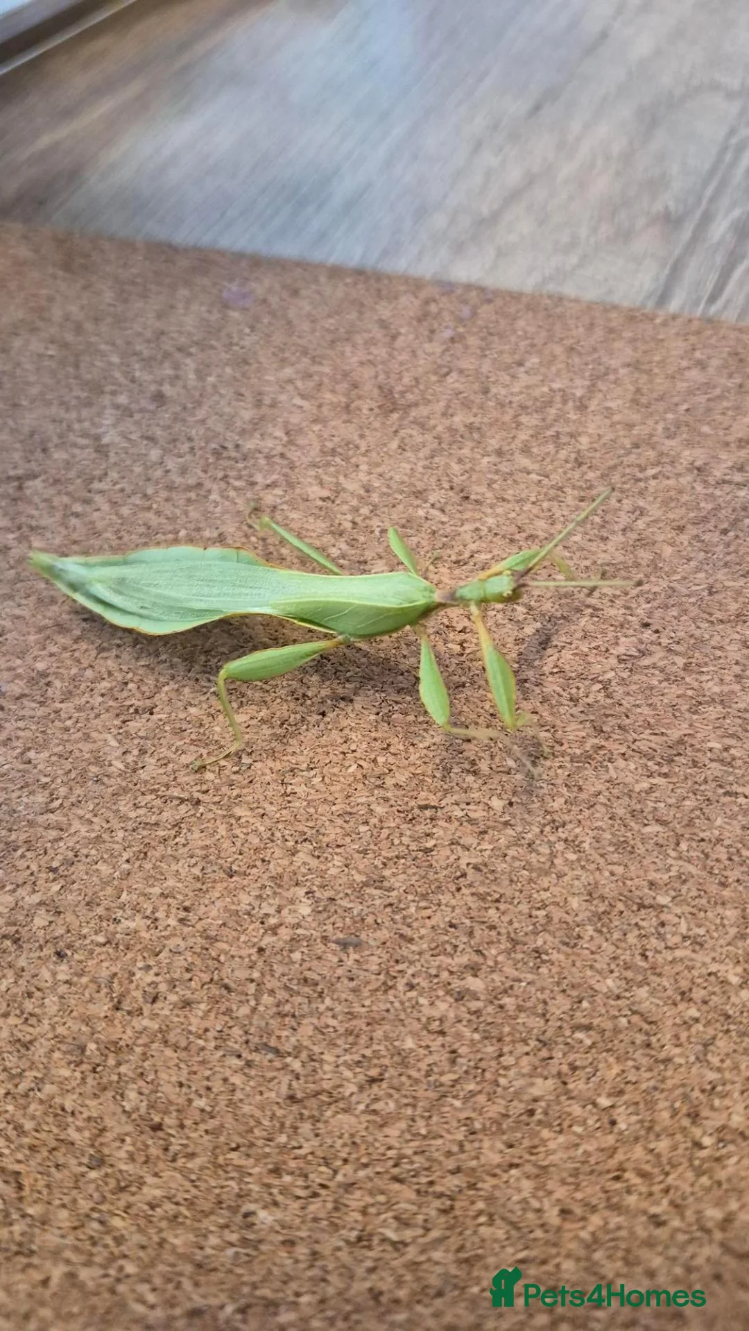 Stick Insects invertebrates for sale: Leaf Insect Eggs for Sale – UK Bred - Advert 5