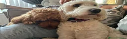Cockapoo dogs for sale: Extensively Health Tested Parents! Beautiful! - Advert 29