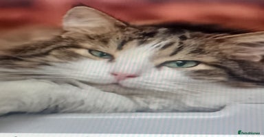 Mixed Breed cats - Advert 10