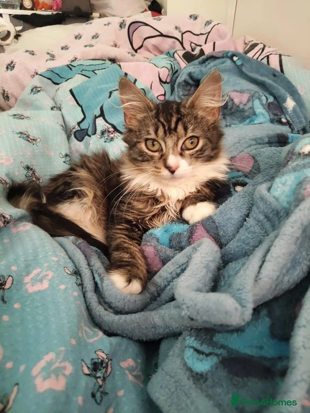 Mixed Breed cats for adoption: ❤️🐱 RAVEN & ❤️🐱 PENNY – TWO BEST FRIENDS - Advert 8