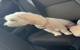 Coton De Tulear dogs for sale: 9 Year old cotton looking for a loving home - Image 2