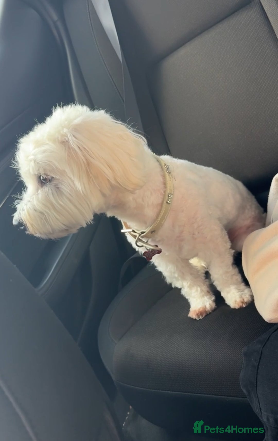 Coton De Tulear dogs for sale: 9 Year old cotton looking for a loving home - Image 2