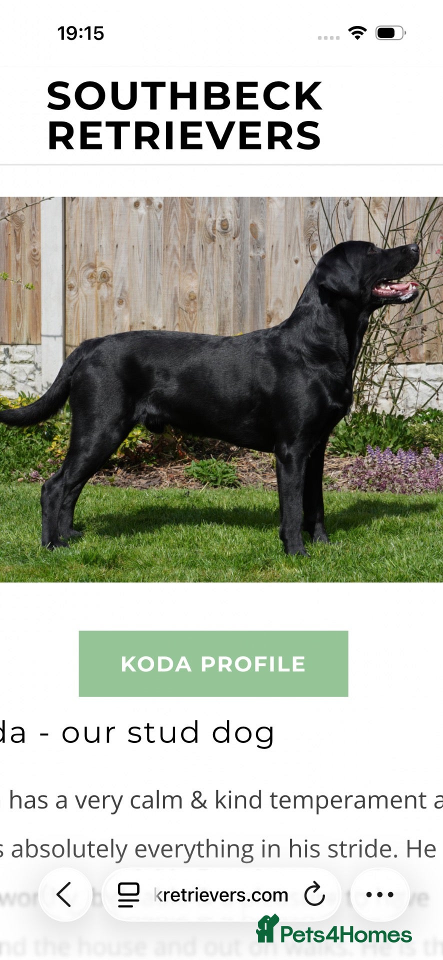 Labrador Retriever dogs Quality Black Labrador Girls - Advert 2