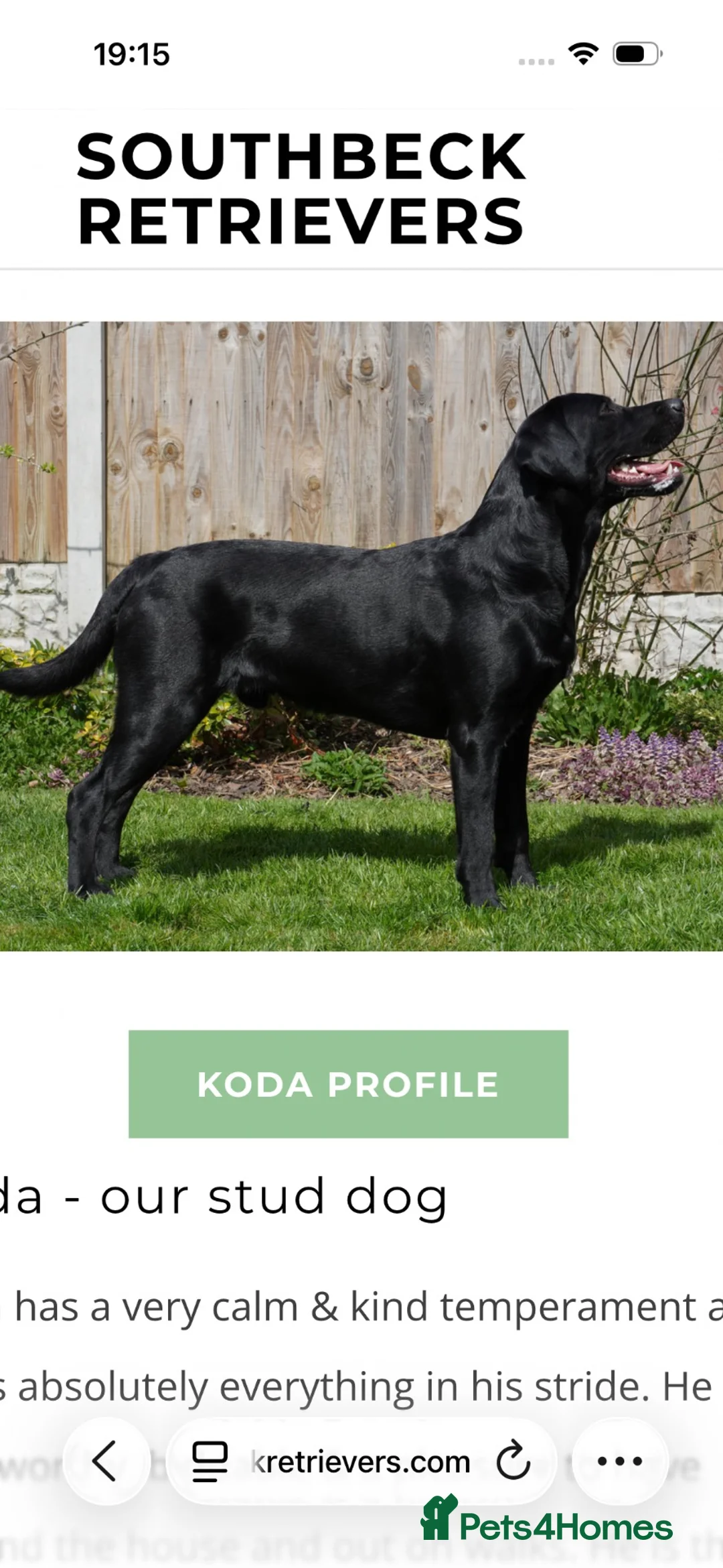Labrador Retriever dogs for sale: Quality Black Labrador Girls - Advert 2