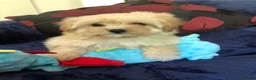 Maltipoo dogs for sale: Maltipoo puppies forsale - Advert 5