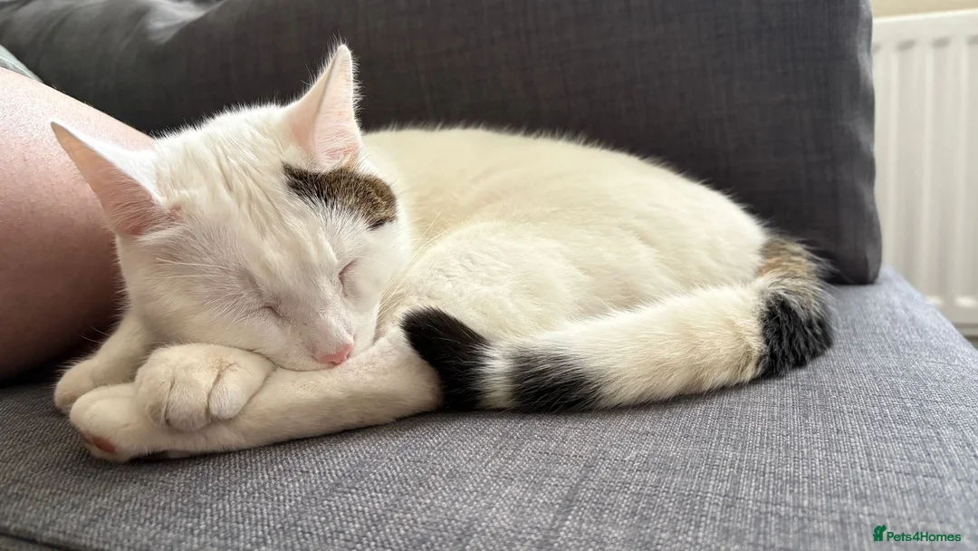 Mixed Breed cats for sale: Male 2yr Outdoor Cat  - Advert 3