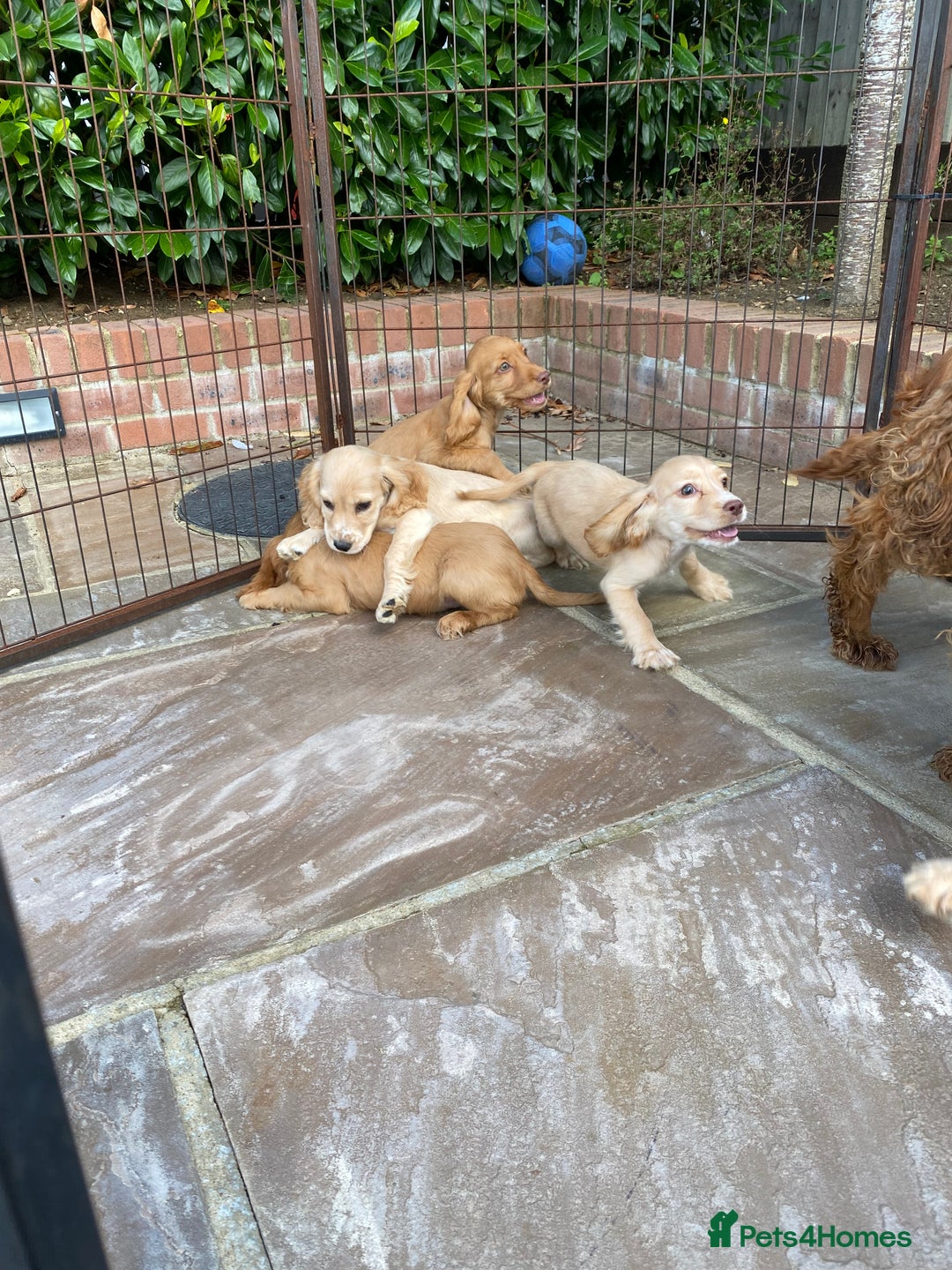 Cocker Spaniel dogs for sale: Gorgeous Adorable Golden Type Cocker  Spaniel  - Image 10