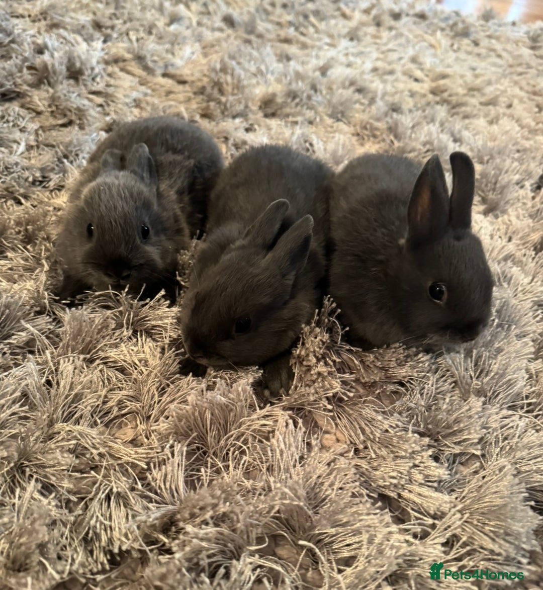 Netherland Dwarf rabbits for sale: Pure Bred Netherlands Dwarf Bunnies  - Image 10