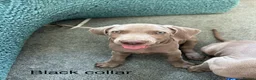 Weimaraner dogs for sale: Ready to go Weimaraner puppies KC registered - Advert 8