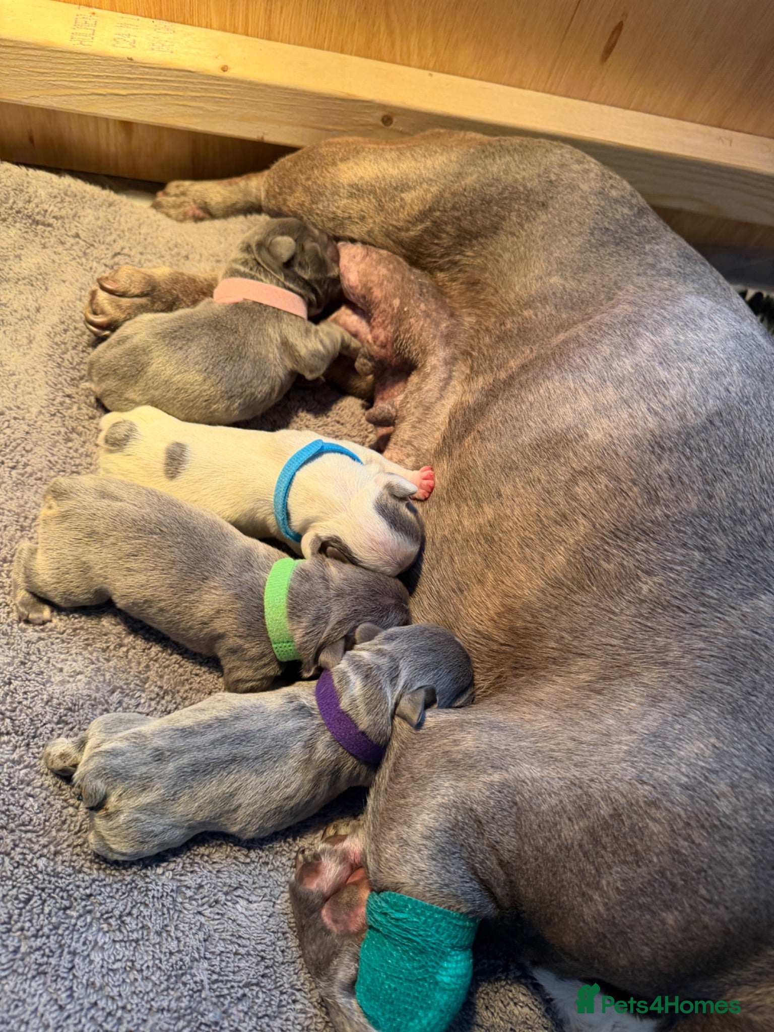 French Bulldog dogs KC registered French bulldog puppies  - Advert 10