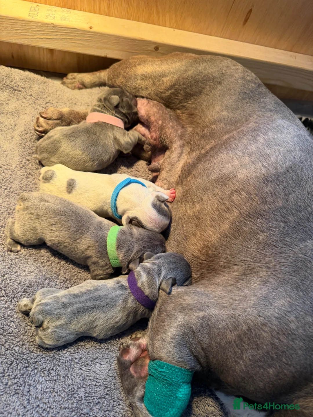 French Bulldog dogs for sale: KC registered French bulldog puppies  in Congleton - Advert 1