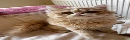 Persian cats for sale: Vaccinated 4 Beautiful Persian Chinchilla Kittens  - Advert 30