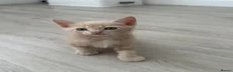 Mixed Breed cats for sale:     She is a domestic shorthair cat with blue eyes - Advert 9