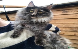 Maine Coon cats for sale: GCCF registered ACTIVE Queens  - Image 1