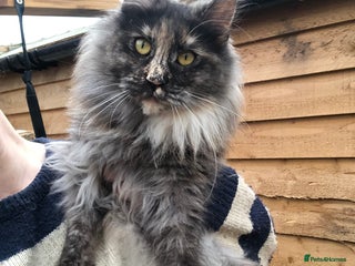 Maine Coon cats - Advert 3