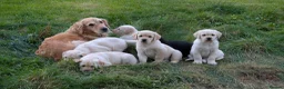 Goldador dogs for sale: Gorgeous Goldador puppies in Leominster - Advert 2