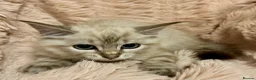 Ragdoll cats for sale: Degruchi Cattery has show quality kittens for sale in Petersfield - Advert 14