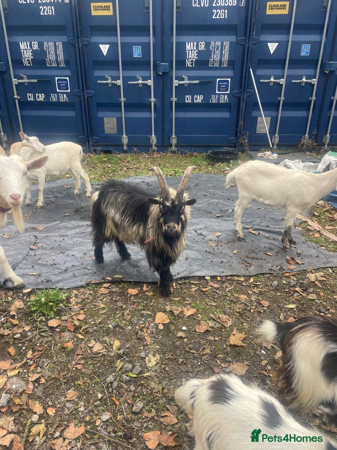 Goats livestock for sale: Billy Pigmy Goat - Image 2