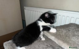 British Shorthair cats for sale: 3 kittens for sale - Advert 5