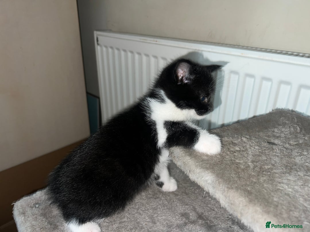 British Shorthair cats for sale: 3 kittens for sale - Advert 5