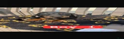 Dachshund dogs for sale: Dachshund puppies  in Wigan - Advert 2