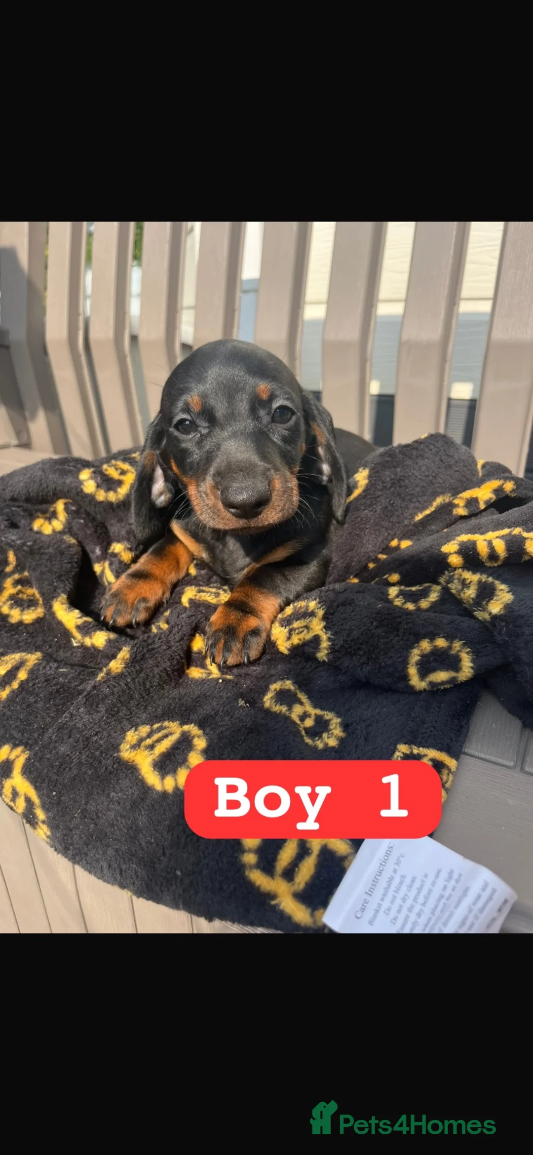 Dachshund dogs for sale: Dachshund puppies  in Wigan - Advert 2