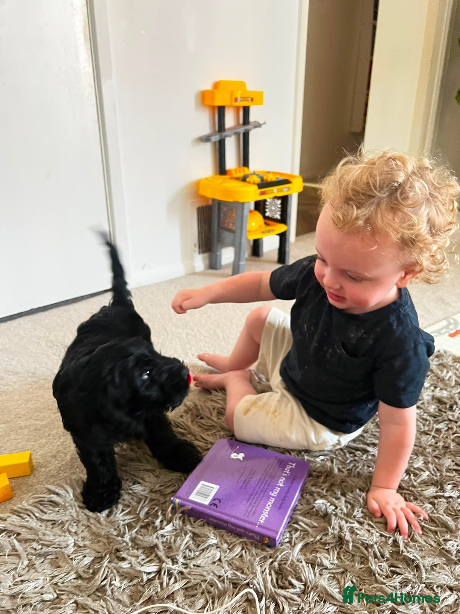 Cockapoo dogs 🩷💙 Adorable cockapoo pups 🐶  - Advert 1