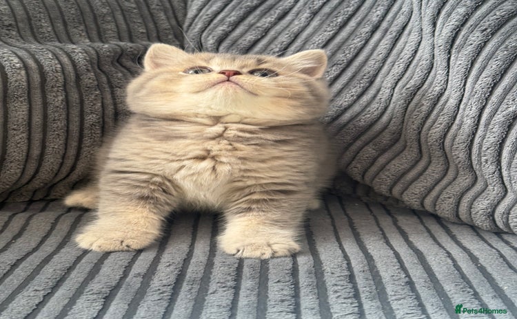 British Shorthair cats - Advert 12