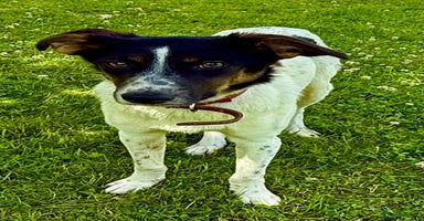 Foxhound dogs - Advert 3