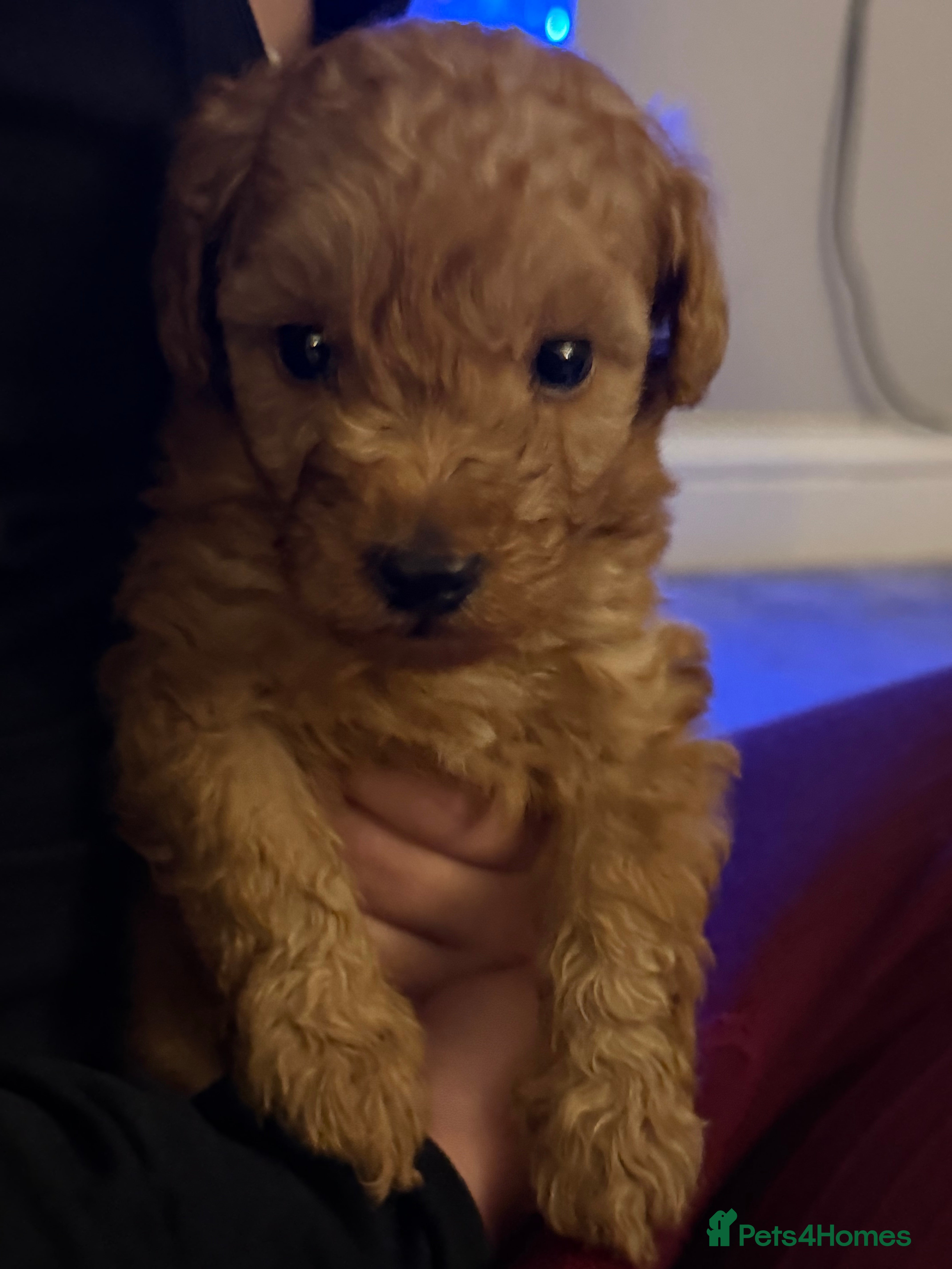 Toy Poodle dogs Toy Poodles - Advert 17