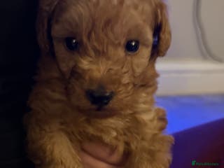 Toy Poodle dogs Toy Poodles - Advert 13