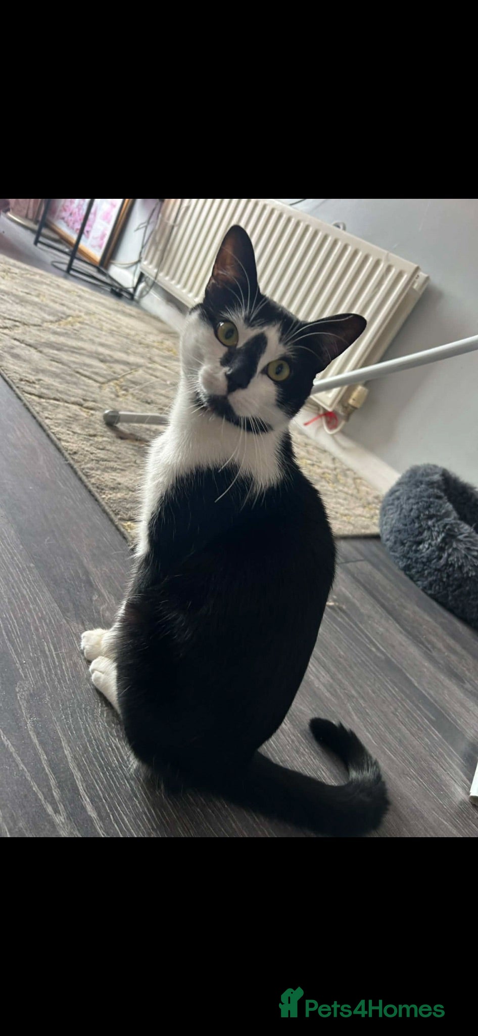Mixed Breed cats Female 1 year old cat  - Advert 12