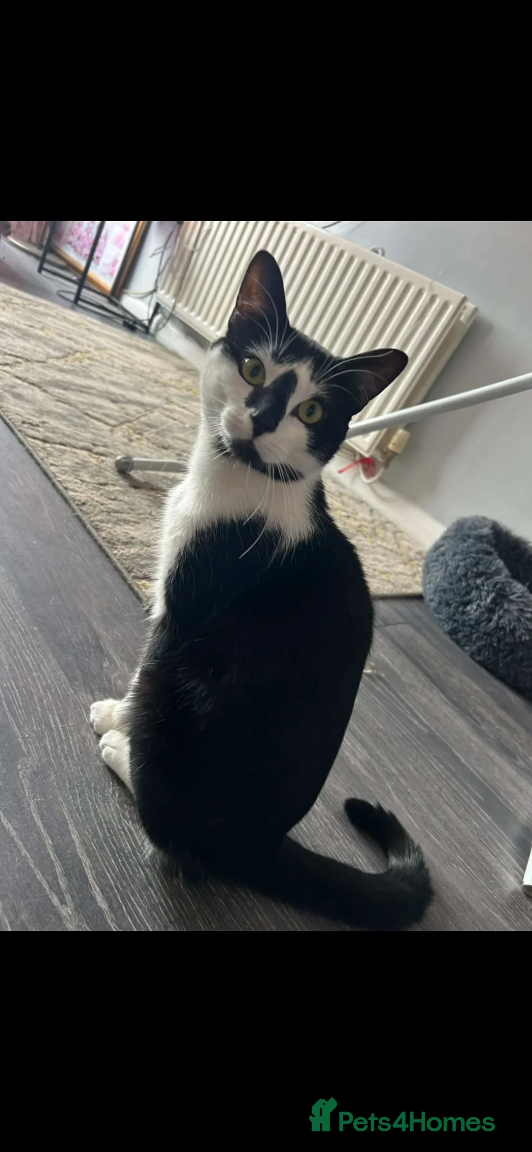 Mixed Breed cats for sale: Female 1 year old cat  - Advert 1