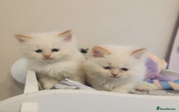 Ragdoll cats for sale: Ragdoll cross persain  - Image 7