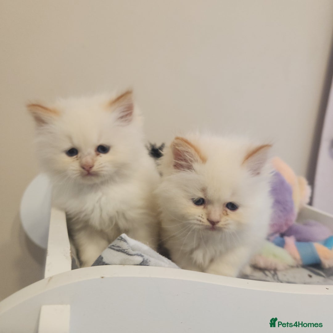Ragdoll cats for sale: Ragdoll cross persain  - Image 7
