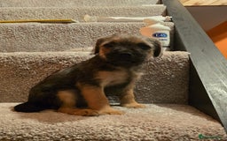 Border Terrier dogs for sale: Amazing female available  - Image 4