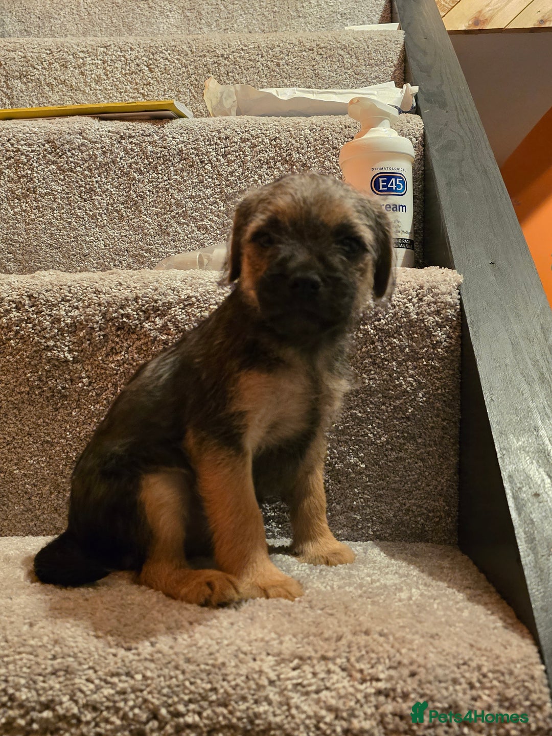 Border Terrier dogs for sale: Amazing female available  - Image 4