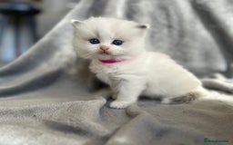 Ragdoll cats for sale: Beautiful Blue Tabby Ragdoll Fur Babies  - Image 8