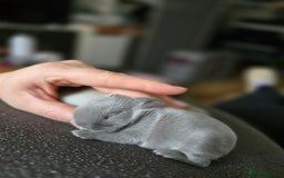 Netherland Dwarf rabbits for sale: Netherland Dwarfs bunnys  - Image 3