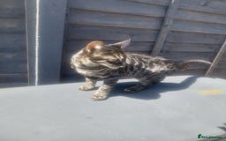 Bengal cats for sale: Mixed Bengal  in Watford - Image 3