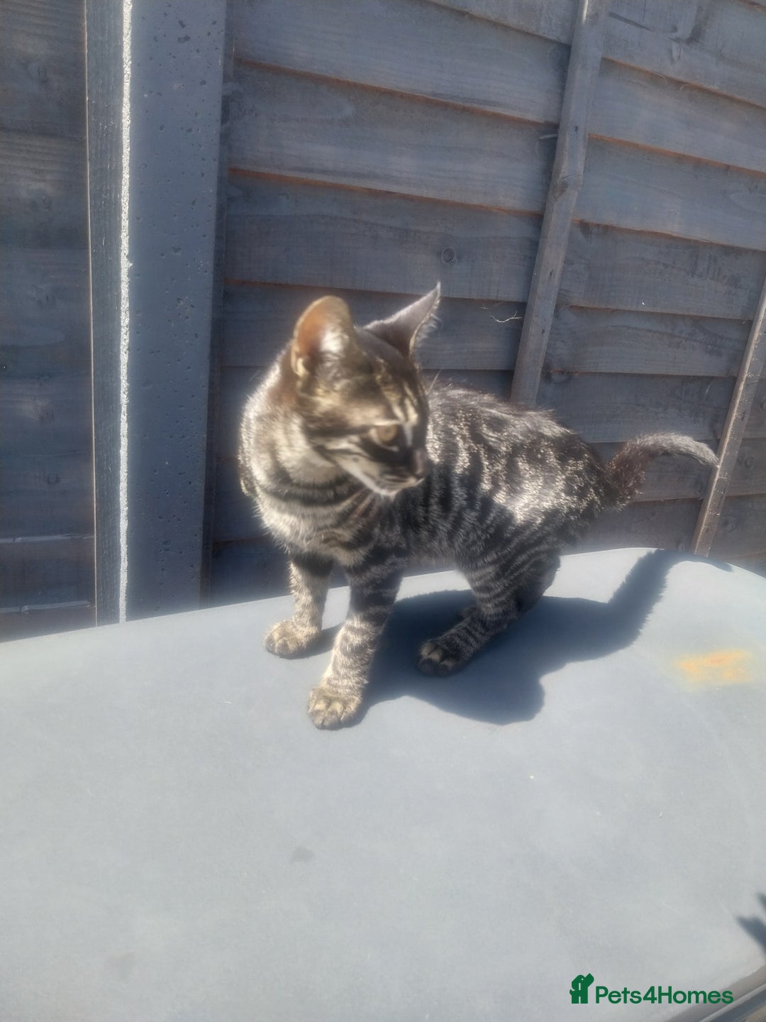 Bengal cats for sale: Mixed Bengal  in Watford - Image 3