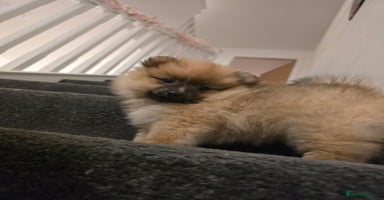 Pomeranian dogs - Advert 4